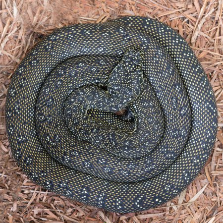Australian Diamond Python curled up basking