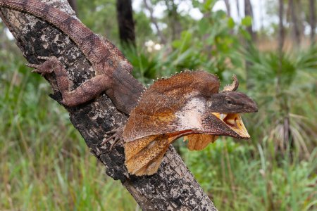 Australian Frilled Lizard with mouth open