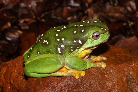 Australian Magnificant Tree Frog resting on a rock