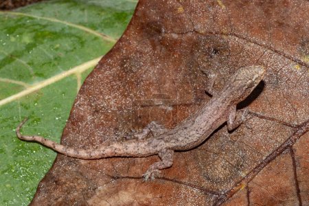 Introduced to Australia, Asian House Gecko