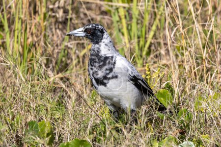 Leucistic Australian Magpie stalking insects in grass