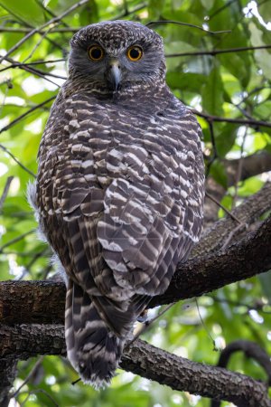 Australian Powerful Owl roosts by day in understory foliage 