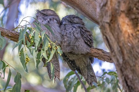 Foto de Australiano Tawny Frogmouths encaramado en rama de árbol - Imagen libre de derechos