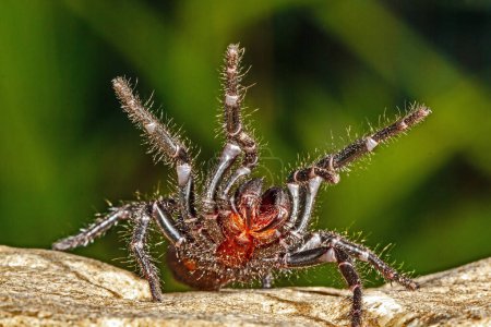 Highly venomous Sydney Funnel-web spider
