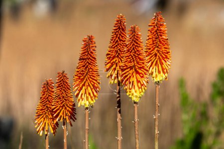 Red Hot Poker plants from South Africa