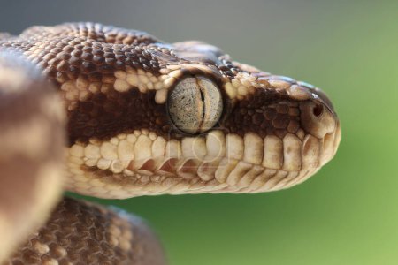 Großaufnahme des Australischen Rauschuppigen Pythons