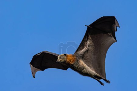 Zorro volador de cabeza gris en vuelo