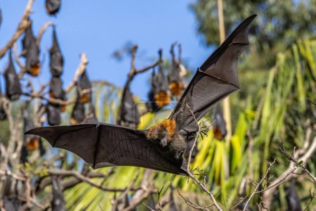 Photo for Grey-headed Flying Fox coming in to roost in trees - Royalty Free Image