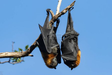 Graukopf-Flying Fox schläft tagsüber in Bäumen