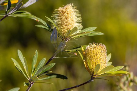Australian Coast Banksia tree in flower
