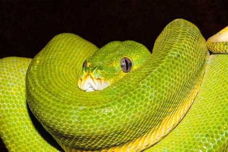Australian Green Python curled on branch