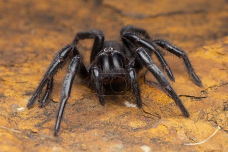 Photo for Close up of a Sydney Funnel-web Spider - Royalty Free Image