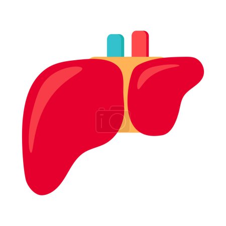 Illustration for Healthy human liver icon. Filtering organ, medical stroked cartoon element for modern and retro design. Simple color vector pictogram isolated on white background - Royalty Free Image