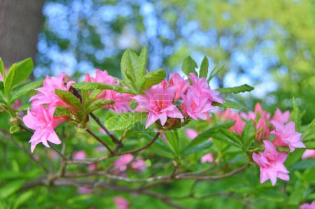 Rhododendron (Azalea) flowers in the garden during spring. Nature background ......