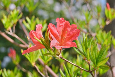 Photo for Rhododendron (Azalea) flowers in the garden during spring.Nature background - Royalty Free Image