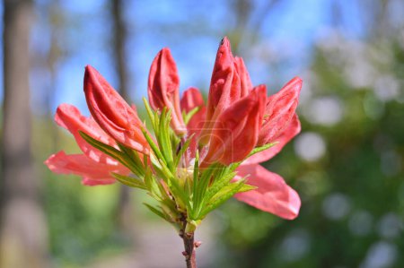 Photo for Rhododendron (Azalea) flowers in the garden during spring. Nature background ...... - Royalty Free Image