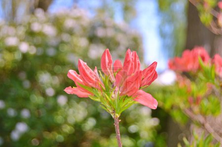Photo for Rhododendron (Azalea) flowers in the garden during spring. Nature background ...... - Royalty Free Image