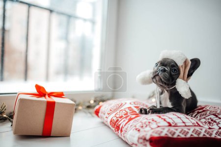 Téléchargez les photos : Mignon jeune chiot bouledogue français aux yeux bleus avec Noël présent dans le cadre de Noël des vacances. Joyeux chien adorable élégant célébrant Nouvel An vacances d'hiver à la maison - en image libre de droit