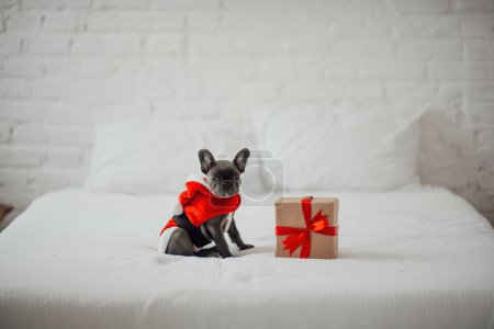 Photo for Cute young french bulldog puppy with blue eyes with Xmas present in holiday Christmas setting. Happy stylish adorable pet doggy celebrating New Year winter vacations at home - Royalty Free Image