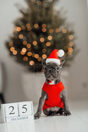 Foto de Lindo cachorro bulldog francés con ojos azules con calendario de cubo de madera de Navidad en el entorno navideño. Feliz adorable perro mascota elegante celebrando las vacaciones de invierno de Año Nuevo en casa - Imagen libre de derechos
