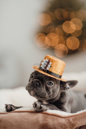 Photo for Cute young french bulldog puppy with blue eyes spending time at home festive setting. Adorable stylish pet doggy with happy New Year gold glitter hat celebrating winter holidays season - Royalty Free Image