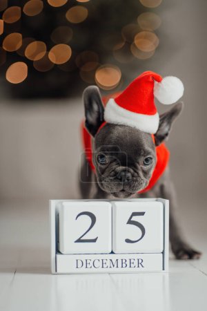 Téléchargez les photos : Mignon jeune chiot bouledogue français aux yeux bleus avec calendrier cube en bois de Noël dans un cadre de Noël de vacances. Joyeux chien adorable élégant célébrant Nouvel An vacances d'hiver à la maison - en image libre de droit