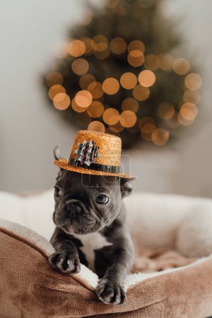 Foto de Lindo cachorro bulldog francés joven con ojos azules pasar tiempo en el ambiente festivo de casa. Adorable perrito elegante mascota con feliz año nuevo sombrero de brillo de oro celebrando las vacaciones de invierno temporada - Imagen libre de derechos