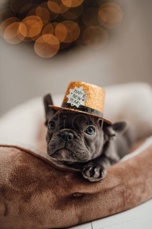 Foto de Lindo cachorro bulldog francés joven con ojos azules pasar tiempo en el ambiente festivo de casa. Adorable perrito elegante mascota con feliz año nuevo sombrero de brillo de oro celebrando las vacaciones de invierno temporada - Imagen libre de derechos