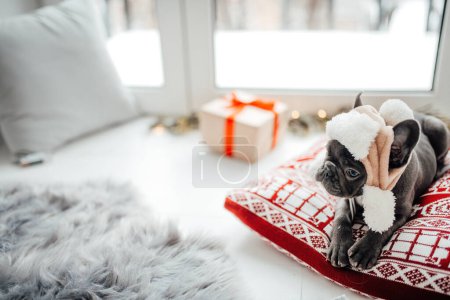 Foto de Lindo joven bulldog francés cachorro con ojos azules pasar tiempo en casa vacaciones ajuste de Navidad. Feliz elegante mascota perrito vestido ropa de Navidad celebrando las vacaciones de invierno de Año Nuevo - Imagen libre de derechos