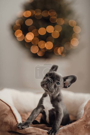 Foto de Lindo cachorro bulldog francés joven con ojos azules pasar tiempo en el entorno navideño de vacaciones. Feliz adorable perro mascota elegante celebrando las vacaciones de invierno de Año Nuevo en casa - Imagen libre de derechos