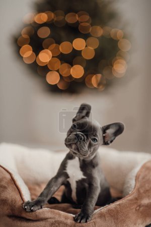 Foto de Lindo cachorro bulldog francés joven con ojos azules pasar tiempo en el entorno navideño de vacaciones. Feliz adorable perro mascota elegante celebrando las vacaciones de invierno de Año Nuevo en casa - Imagen libre de derechos