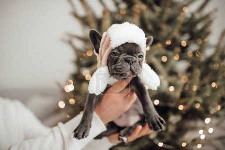 Foto de Lindo cachorro bulldog francés joven con ojos azules pasar tiempo en las manos con el propietario en el entorno de Navidad de vacaciones en casa. Feliz elegante mascota perrito vestido ropa de Navidad celebrando las vacaciones de invierno de Año Nuevo - Imagen libre de derechos