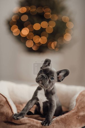 Téléchargez les photos : Mignon jeune bouledogue français chiot aux yeux bleus passer du temps dans le cadre de Noël des vacances. Joyeux chien adorable élégant célébrant Nouvel An vacances d'hiver à la maison - en image libre de droit