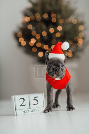 Foto de Lindo cachorro bulldog francés con ojos azules con calendario de cubo de madera de Navidad en el entorno navideño. Feliz adorable perro mascota elegante celebrando las vacaciones de invierno de Año Nuevo en casa - Imagen libre de derechos