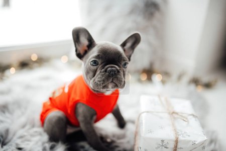 Foto de Lindo perrito bulldog francés joven con ojos azules con Navidad presente en el entorno navideño de vacaciones. Feliz adorable perro mascota elegante celebrando las vacaciones de invierno de Año Nuevo en casa - Imagen libre de derechos