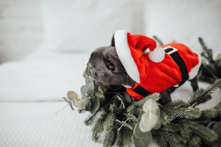 Téléchargez les photos : Mignon jeune bouledogue français chiot aux yeux bleus passer du temps à la maison vacances cadre de Noël. Joyeux chien élégant habillé vêtements de Noël célébrant Nouvel An vacances d'hiver - en image libre de droit
