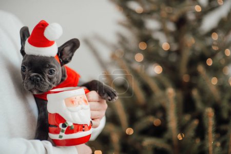 Photo for Cute young french bulldog puppy with blue eyes spending time on hands with owner at home holiday Christmas setting. Happy stylish pet doggy dressed Xmas clothing celebrating New Year winter vacations - Royalty Free Image