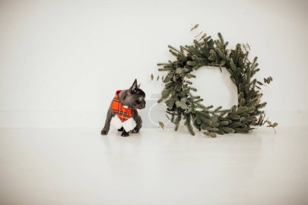 Foto de Lindo joven bulldog francés cachorro con ojos azules pasar tiempo en casa vacaciones ajuste de Navidad. Feliz elegante mascota perrito vestido ropa de Navidad celebrando las vacaciones de invierno de Año Nuevo - Imagen libre de derechos