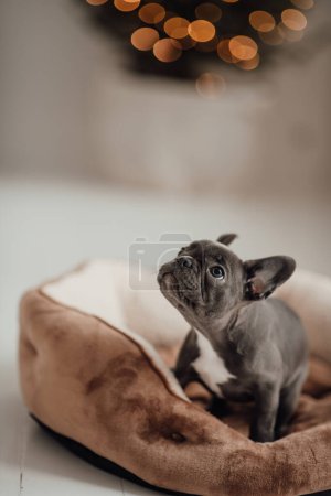 Photo for Cute young french bulldog puppy with blue eyes spending time in holiday Christmas setting. Happy stylish adorable pet doggy celebrating New Year winter vacations at home - Royalty Free Image