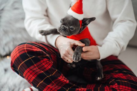 Foto de Lindo cachorro bulldog francés joven con ojos azules pasar tiempo en las manos con el propietario en el entorno de Navidad de vacaciones en casa. Feliz elegante mascota perrito vestido ropa de Navidad celebrando las vacaciones de invierno de Año Nuevo - Imagen libre de derechos