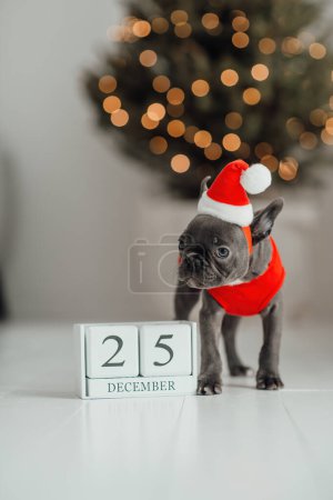 Photo for Cute young french bulldog puppy with blue eyes with Xmas wooden cube calendar in holiday Christmas setting. Happy stylish adorable pet doggy celebrating New Year winter vacations at home - Royalty Free Image