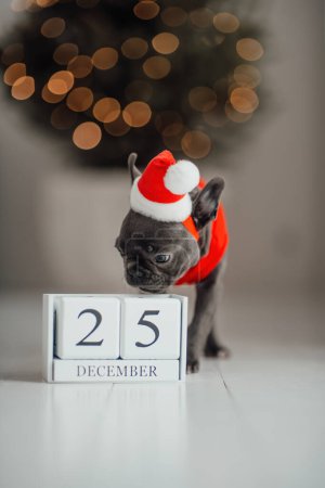 Photo for Cute young french bulldog puppy with blue eyes with Xmas wooden cube calendar in holiday Christmas setting. Happy stylish adorable pet doggy celebrating New Year winter vacations at home - Royalty Free Image