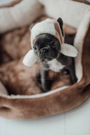 Téléchargez les photos : Mignon jeune bouledogue français chiot aux yeux bleus passer du temps à la maison vacances cadre de Noël. Joyeux chien élégant habillé vêtements de Noël célébrant Nouvel An vacances d'hiver - en image libre de droit
