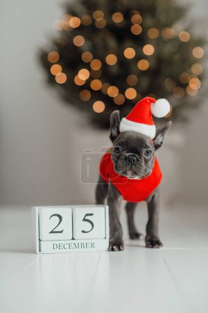 Téléchargez les photos : Mignon jeune chiot bouledogue français aux yeux bleus avec calendrier cube en bois de Noël dans un cadre de Noël de vacances. Joyeux chien adorable élégant célébrant Nouvel An vacances d'hiver à la maison - en image libre de droit