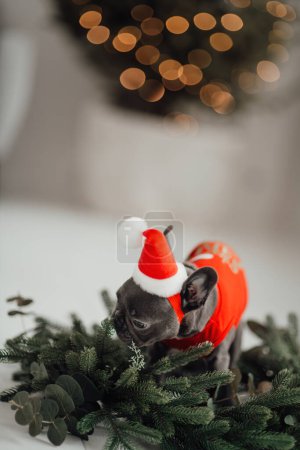 Photo for Cute young french bulldog puppy with blue eyes spending time at home holiday Christmas setting. Happy stylish pet doggy dressed Xmas clothing celebrating New Year winter vacations - Royalty Free Image