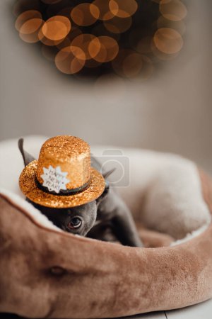 Photo for Cute young french bulldog puppy with blue eyes spending time at home festive setting. Adorable stylish pet doggy with happy New Year gold glitter hat celebrating winter holidays season - Royalty Free Image