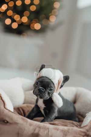Photo for Cute young french bulldog puppy with blue eyes spending time at home holiday Christmas setting. Happy stylish pet doggy dressed Xmas clothing celebrating New Year winter vacations - Royalty Free Image
