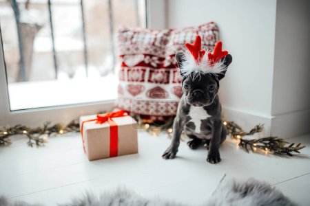 Téléchargez les photos : Mignon jeune chiot bouledogue français aux yeux bleus avec Noël présent dans le cadre de Noël des vacances. Joyeux chien adorable élégant célébrant Nouvel An vacances d'hiver à la maison - en image libre de droit