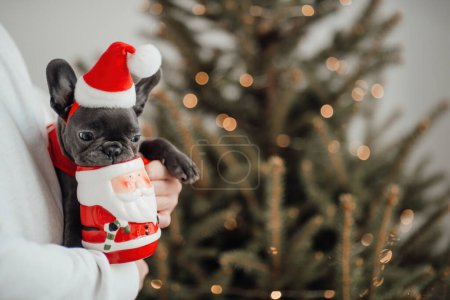 Téléchargez les photos : Mignon jeune bouledogue français chiot aux yeux bleus passer du temps sur les mains avec le propriétaire à la maison vacances cadre de Noël. Joyeux chien élégant habillé vêtements de Noël célébrant Nouvel An vacances d'hiver - en image libre de droit