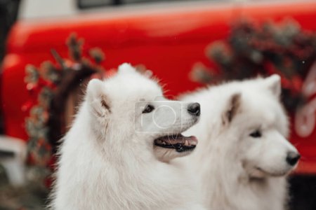 Téléchargez les photos : Chiens blancs Samoyed célébrant Noël et Nouvel An saison des fêtes d'hiver en plein air. Chiens actifs joyeux passer du temps ensemble avoir du plaisir en plein air - en image libre de droit